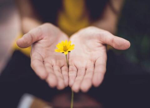 Two outstretched hands, palms up, holding a yellow flower in between them
