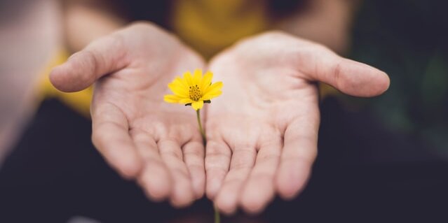 Two hands holding a yellow flower